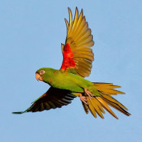 Cuban Parakeet